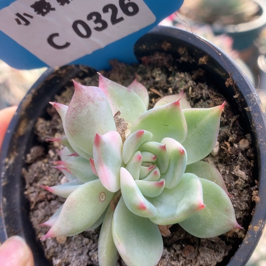 C326锦锦锦锦锦锦锦