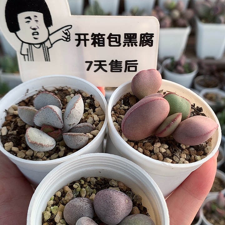 蛋系组合—专拍专拍