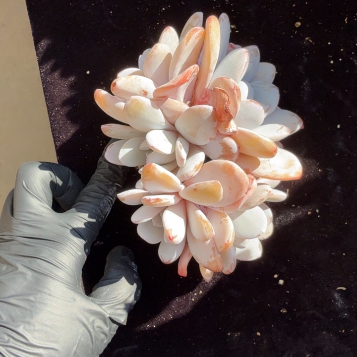 汉***兔12厘米左右一物一拍的