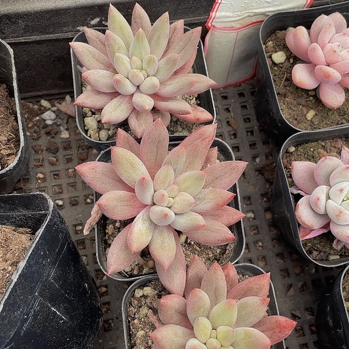 6.5方红蜻蜓带盆土发