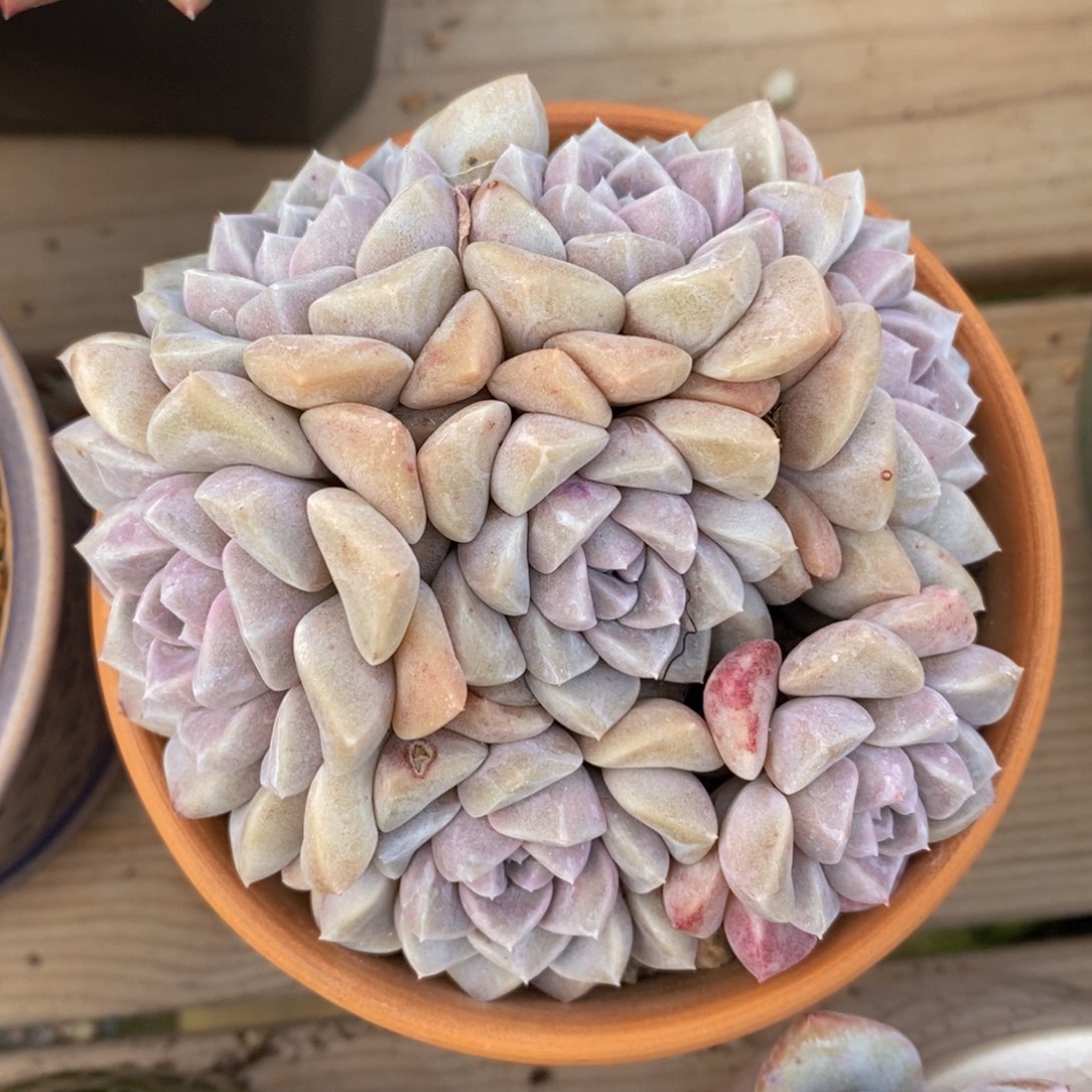 一物一拍多肉植物_粉冰玉捧花7头9公分