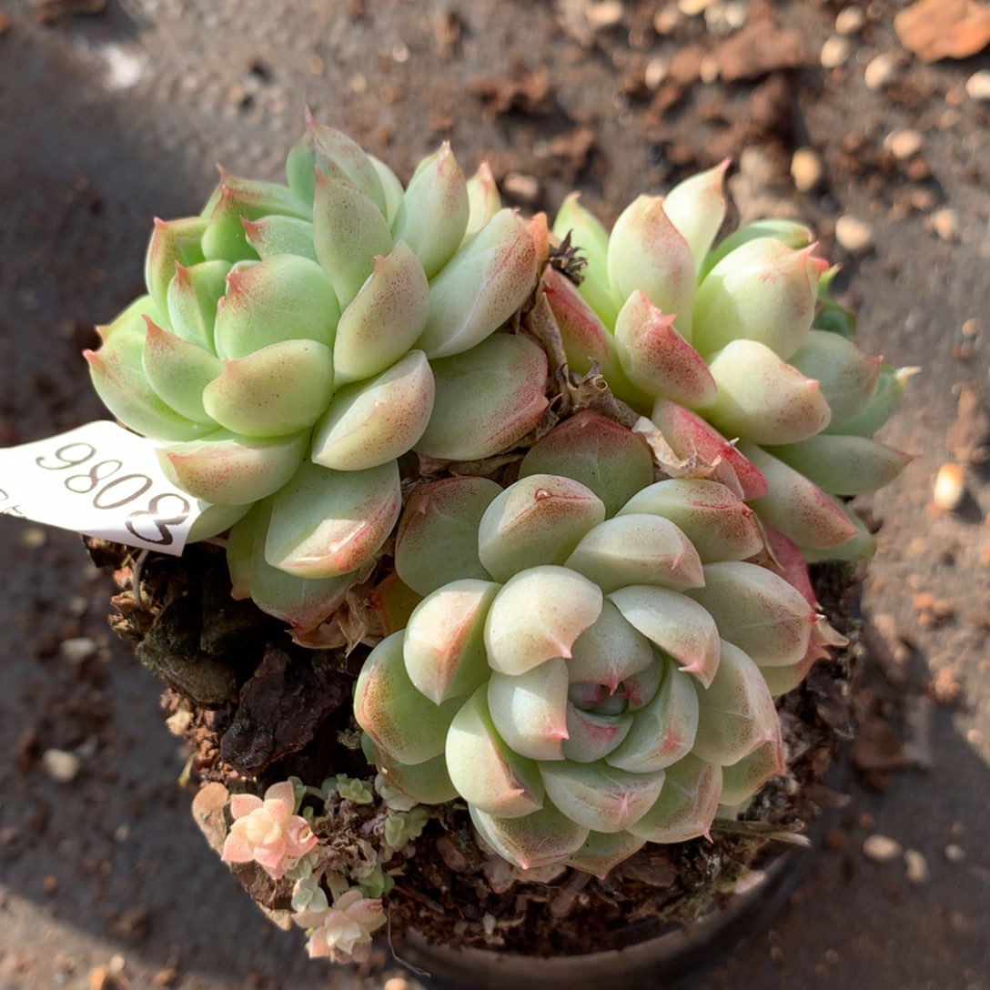 8086杂交多肉老桩