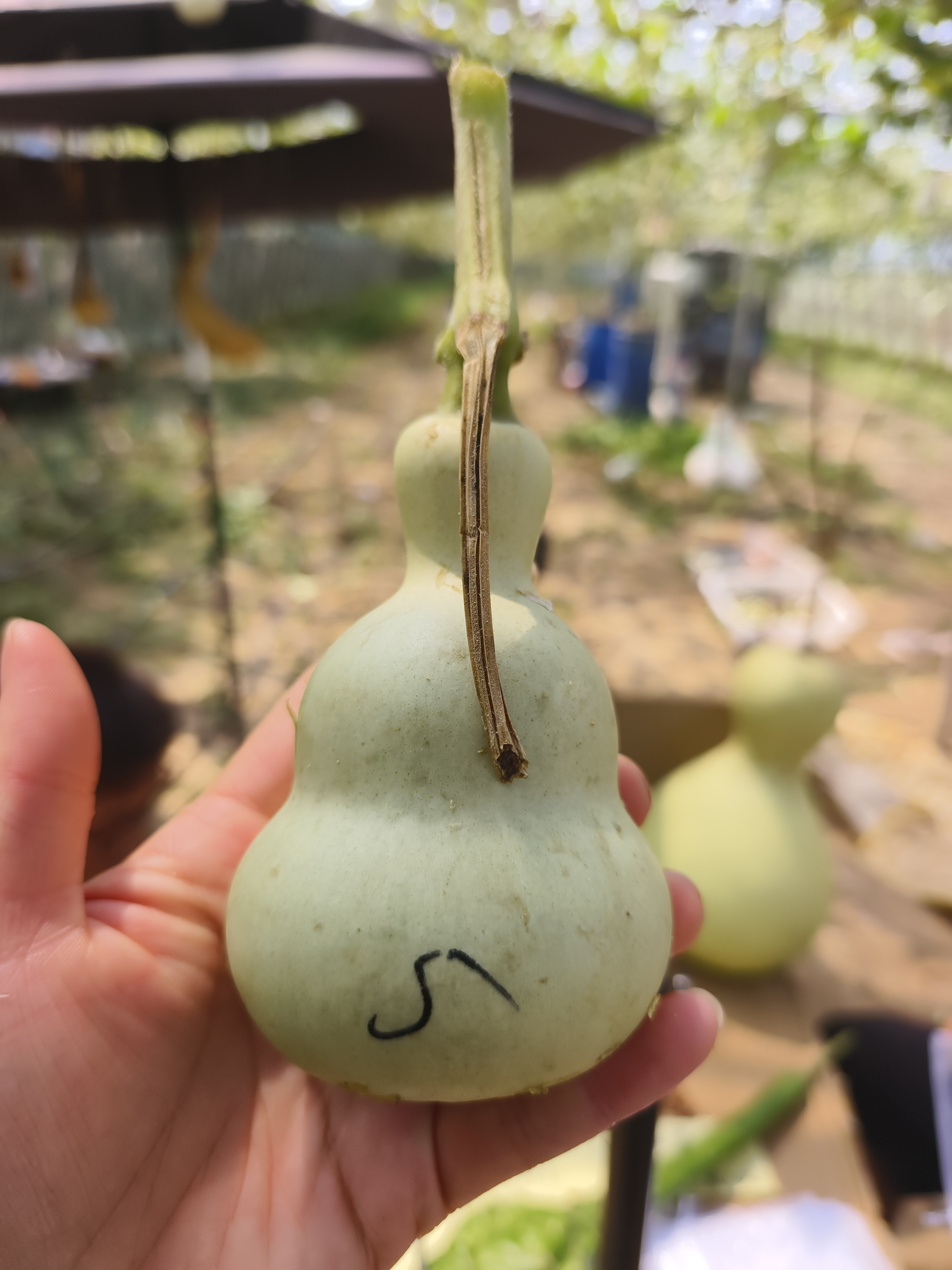 天坛八宝葫芦提纯种子