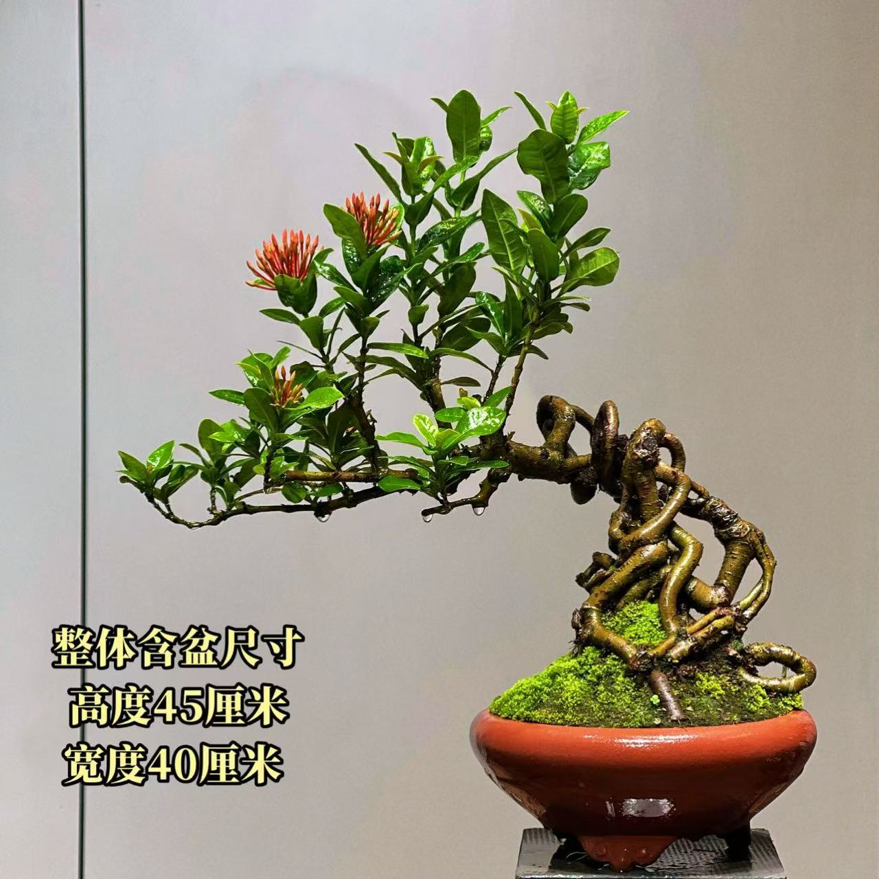【叶胜园艺】精品小叶龙船花功夫桩盆景