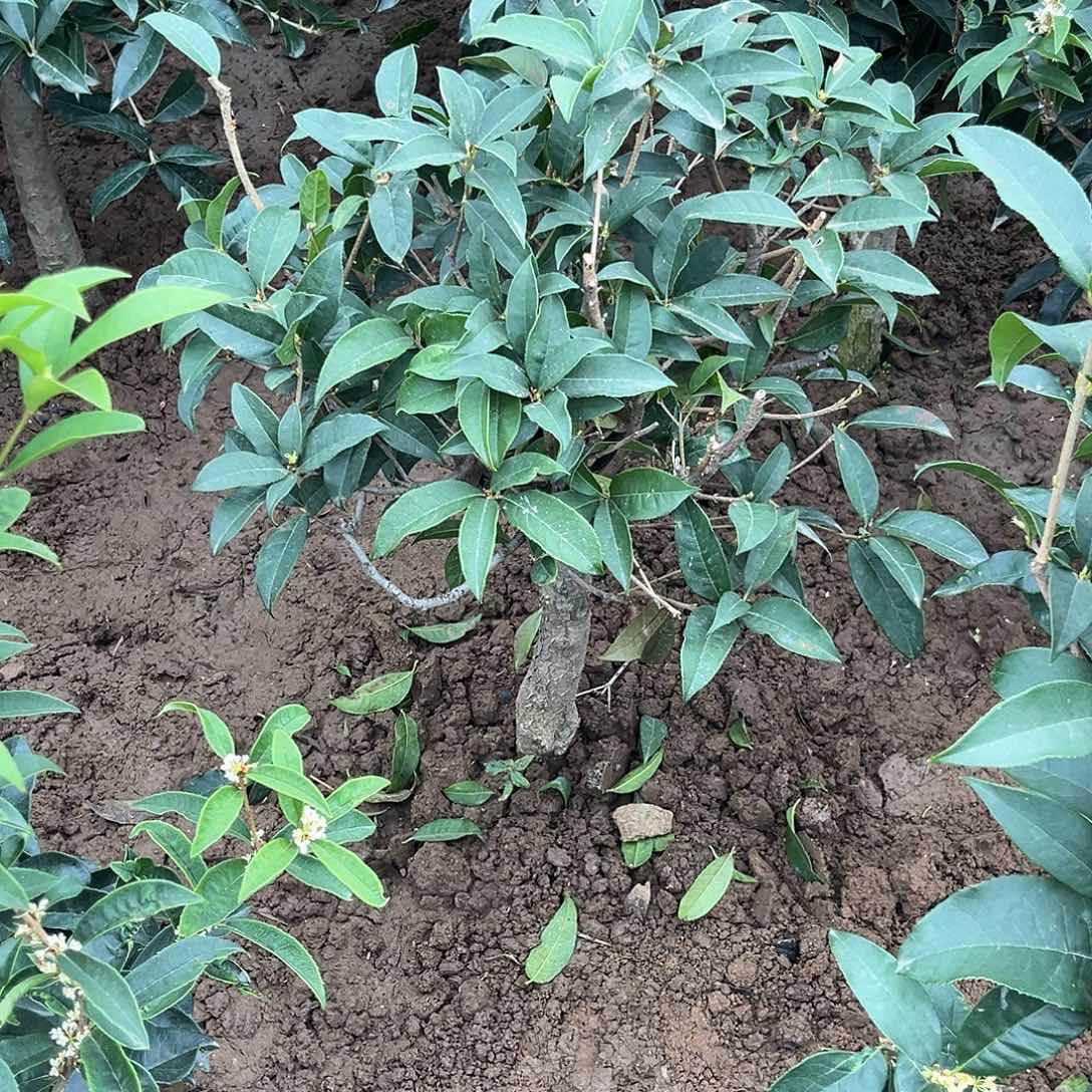 当前无花栽培后可以开花a****3