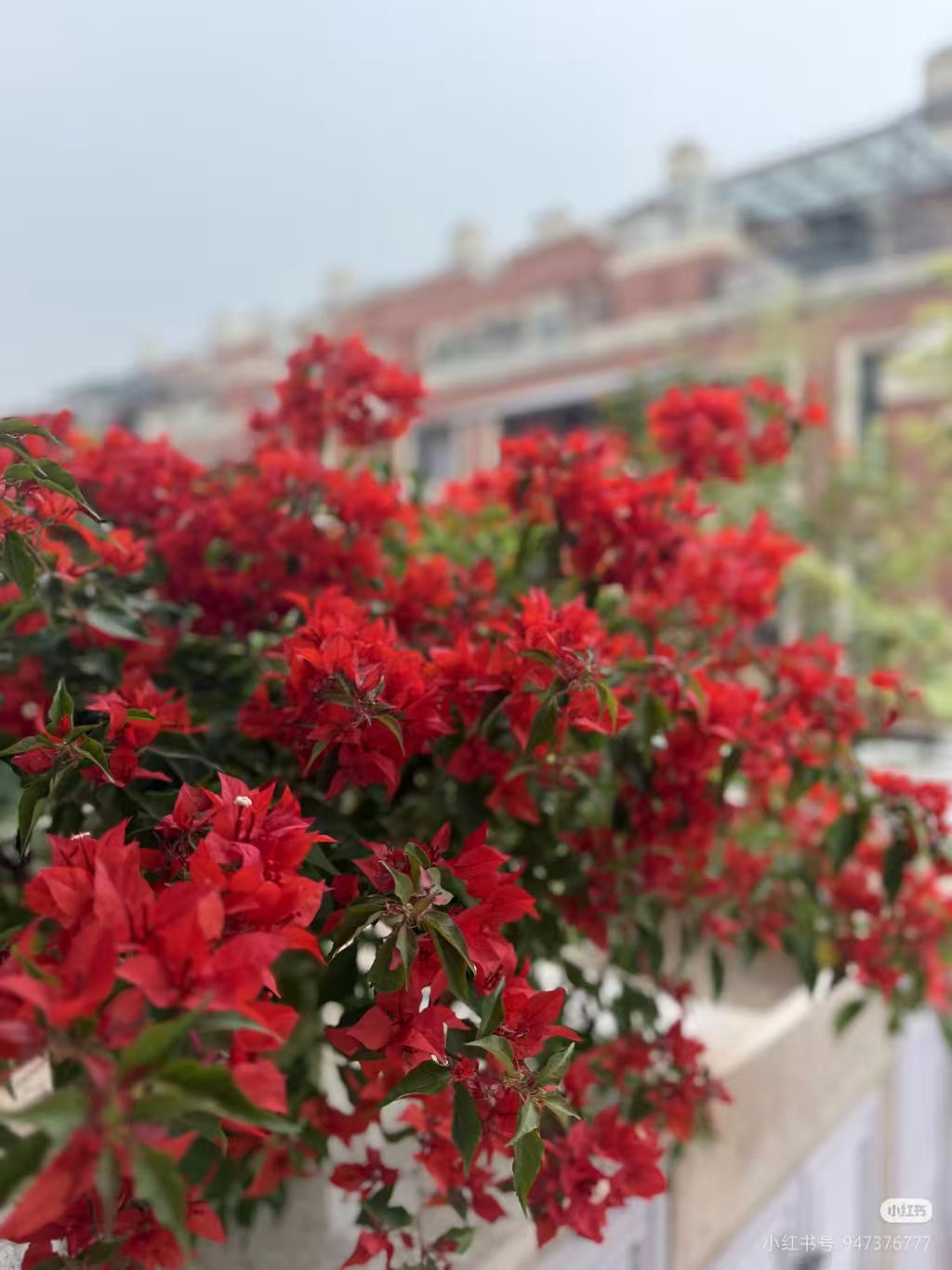 【热火桑巴】小红盆盆苗链接