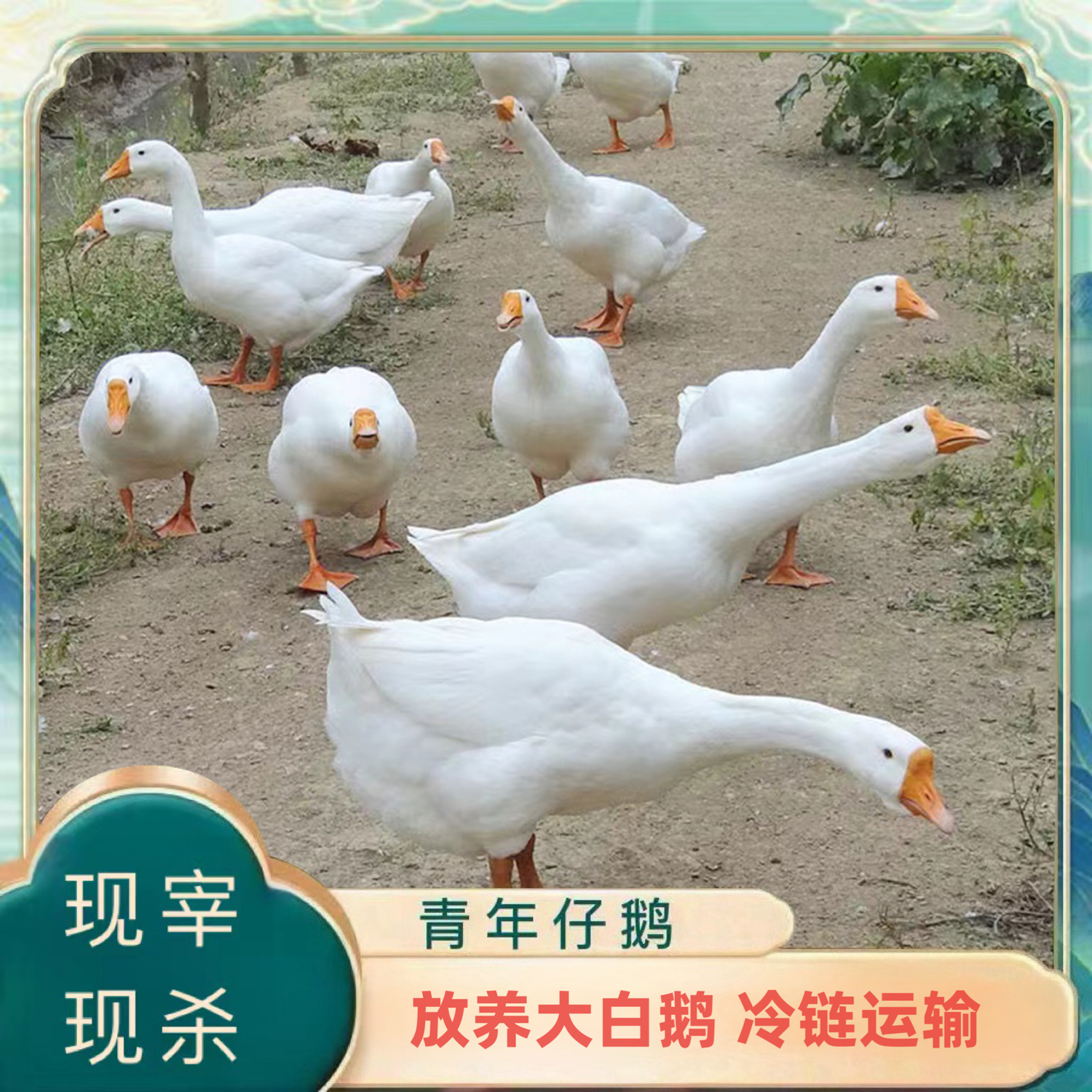 【乡村土鸡】农家放养大白鹅单只净重9-10斤 现宰现杀