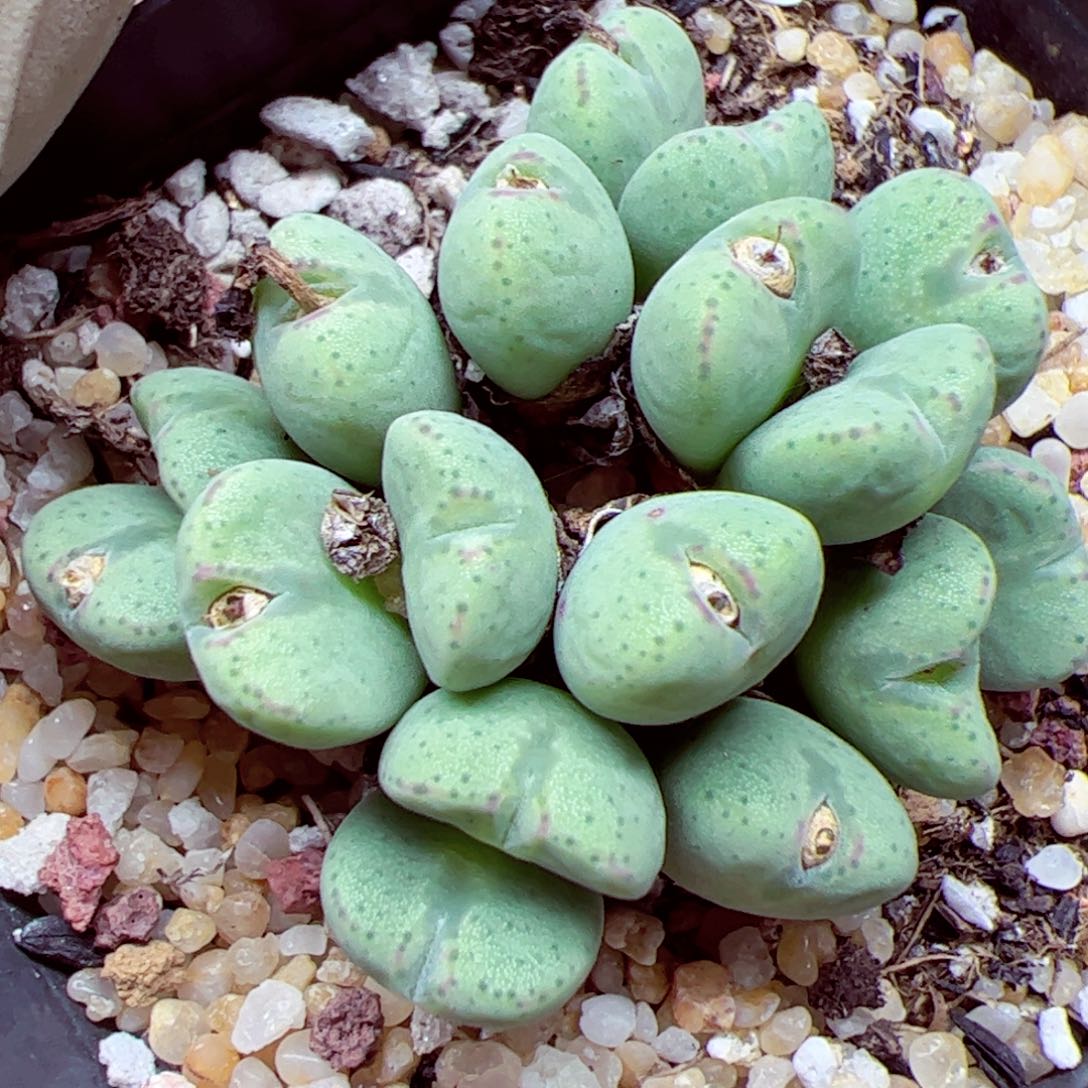 113优秀的肉肉。9