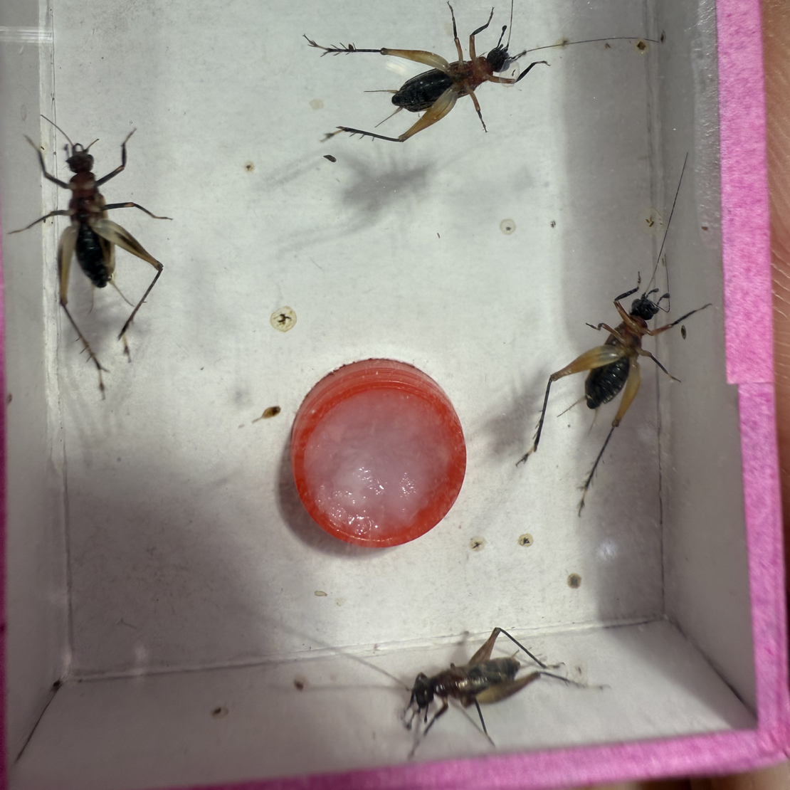 墨蛉红胸墨蛉一盒四只