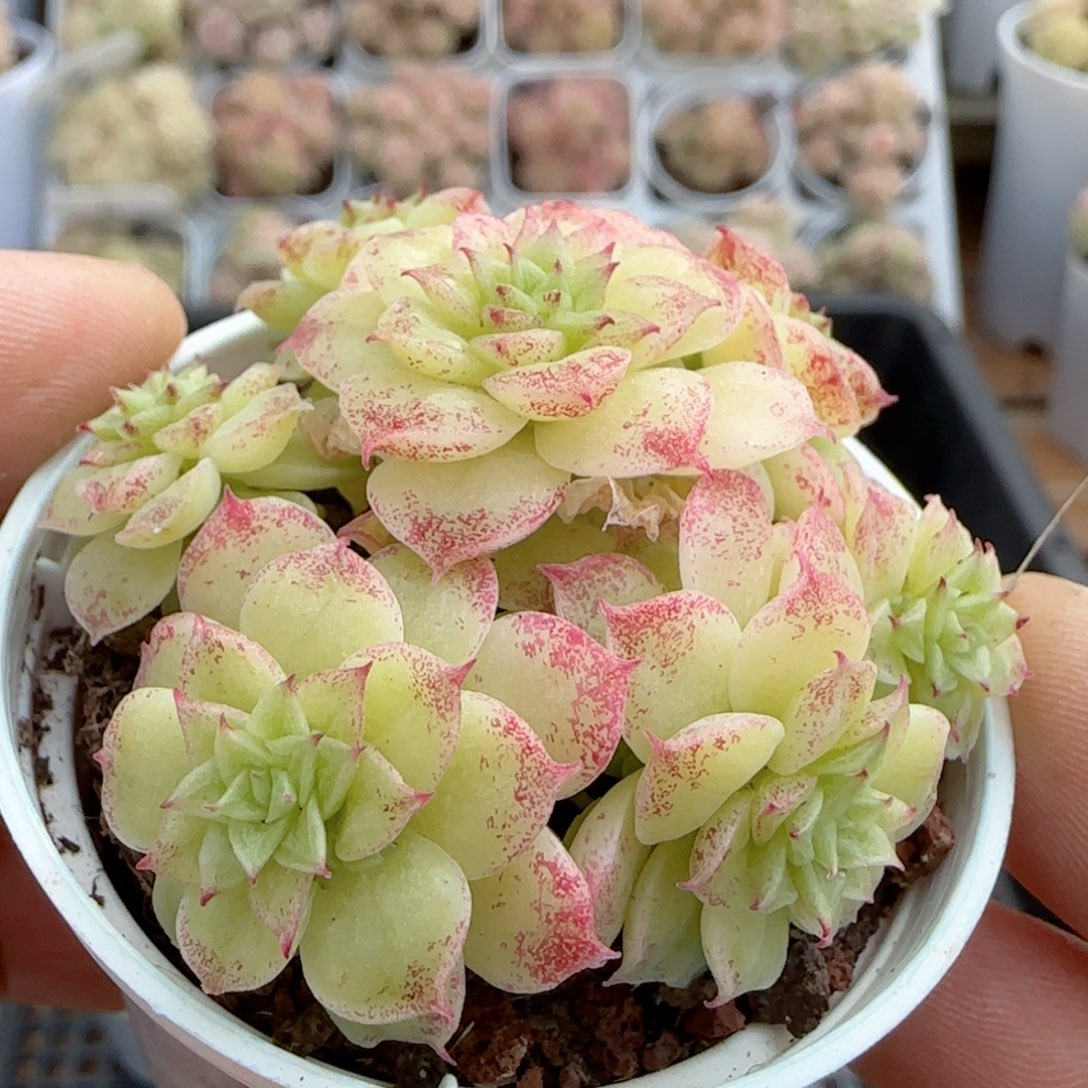 【闪购商品】0213-49优选麦杆