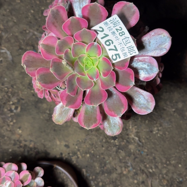 21675美杜莎多肉植物