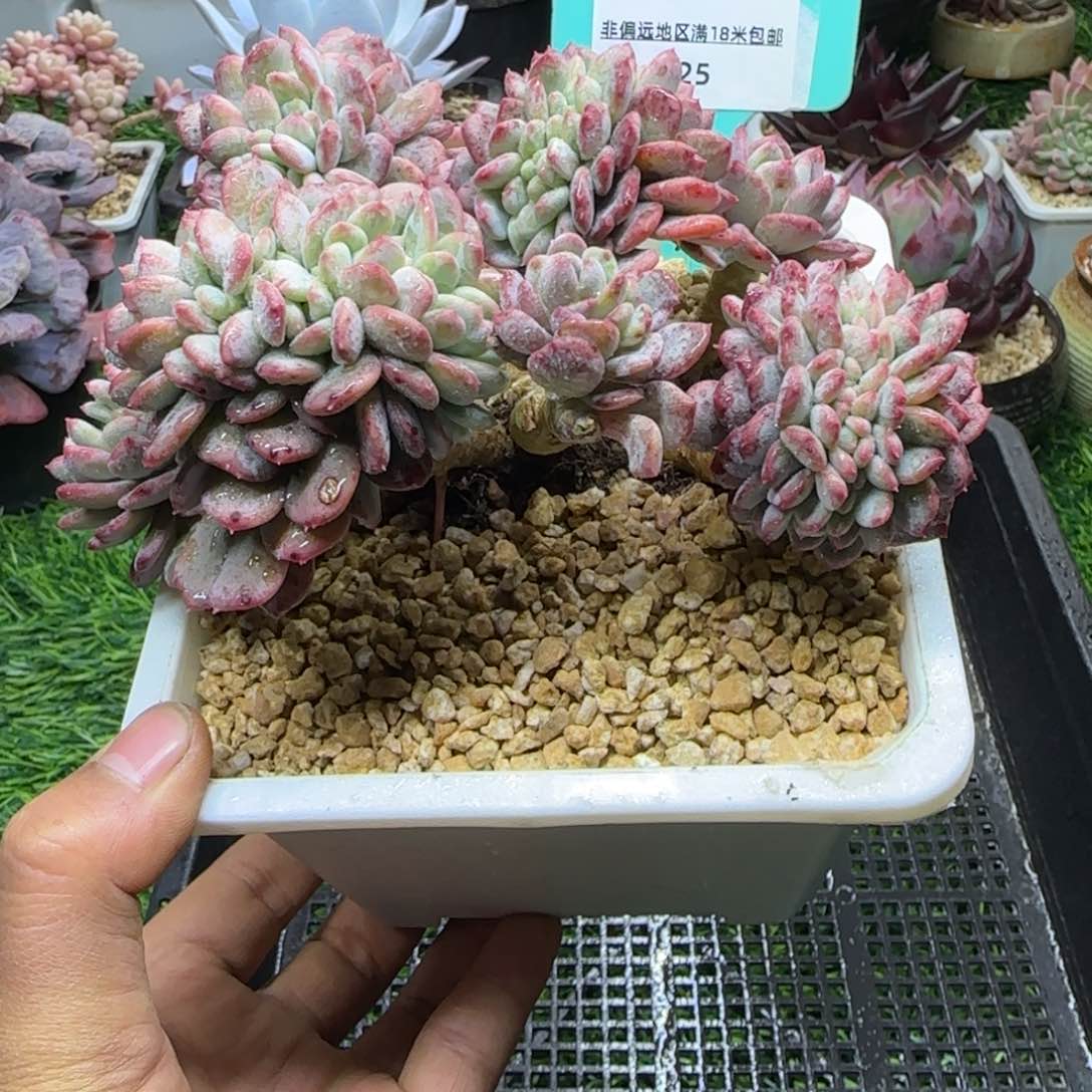 唐二姐多肉编号225