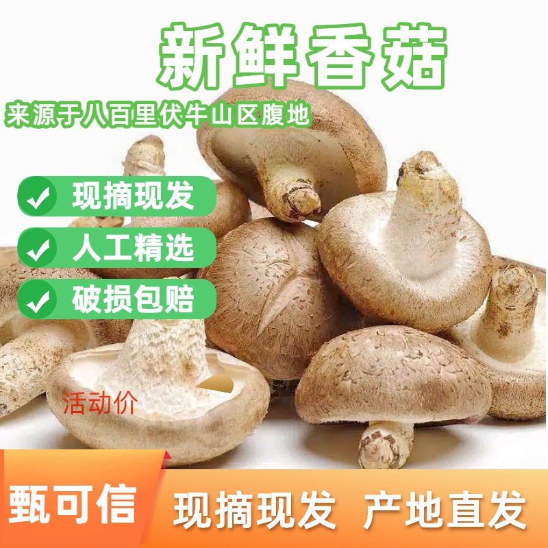 【精品专区】新鲜食用香菇当季现采 人工精选菌菇菇厚圆润水少