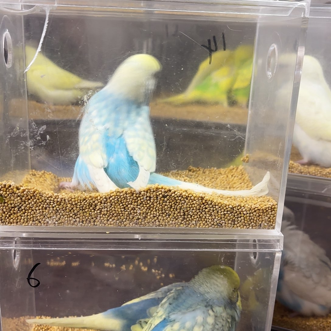 ℳ***࿐虎皮鹦鹉金彩高纯一只