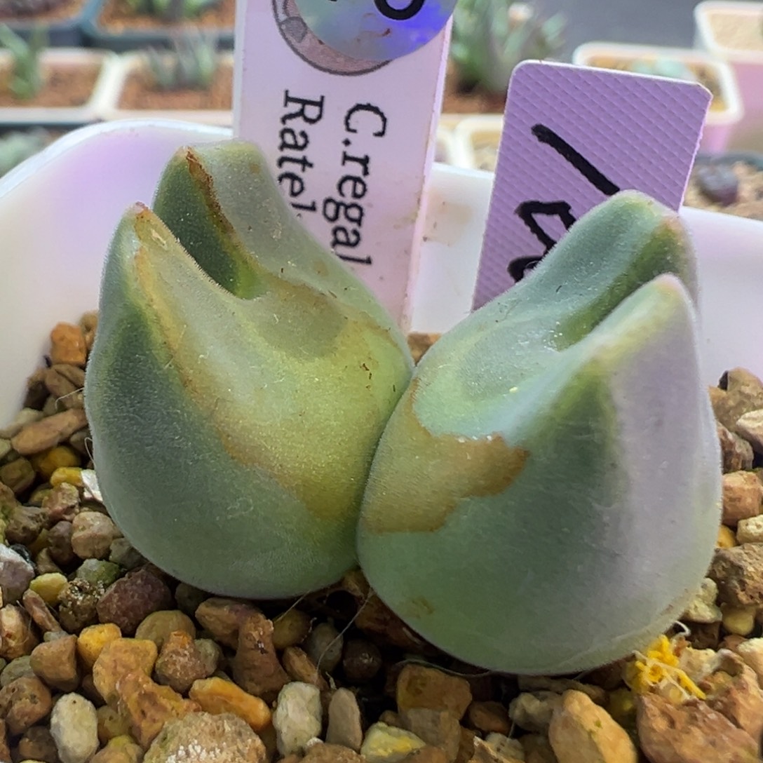 大肚子 腹棱空蝉 肉锥植物