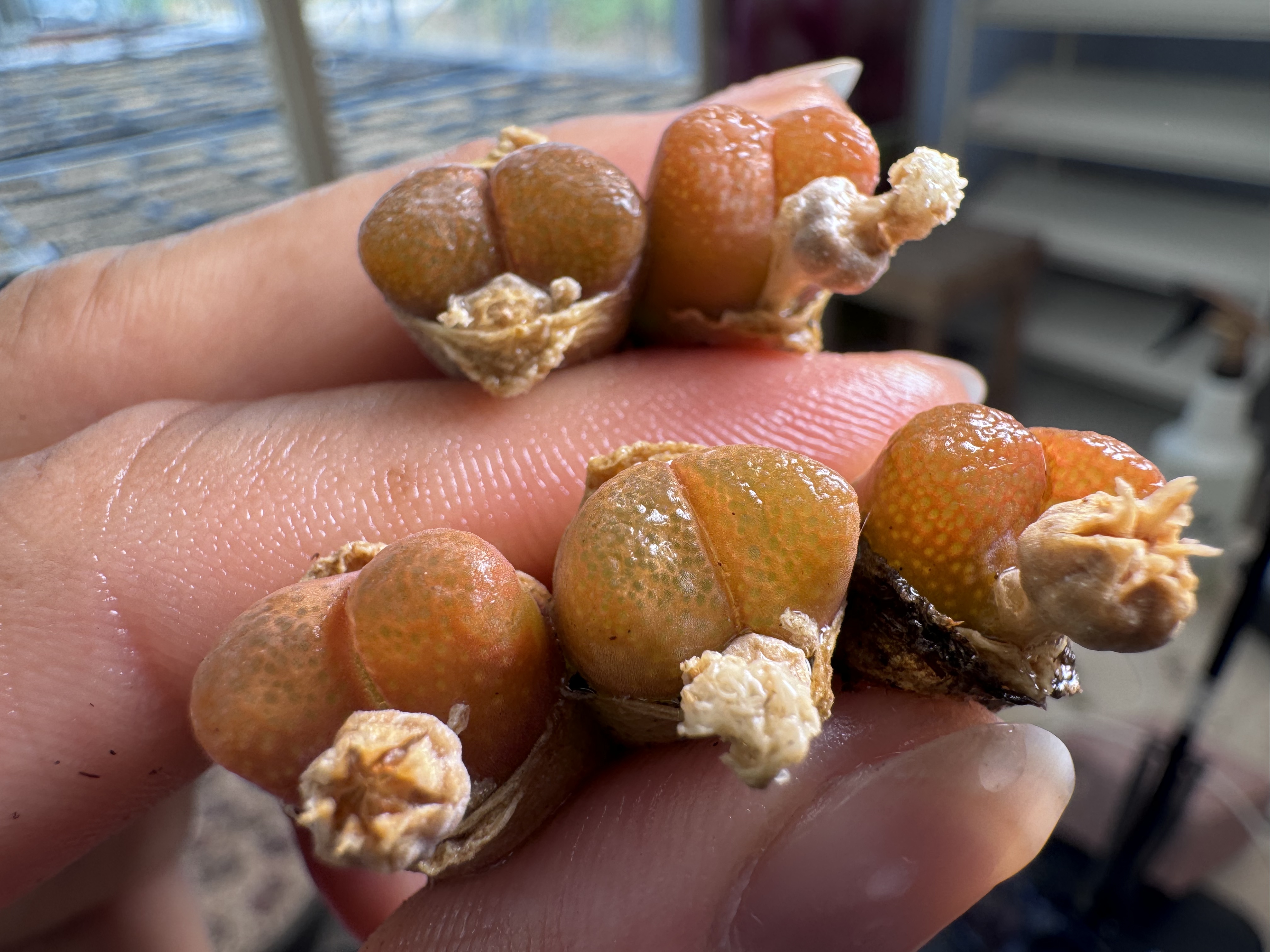 167多肉植物肉锥甜柚一颗