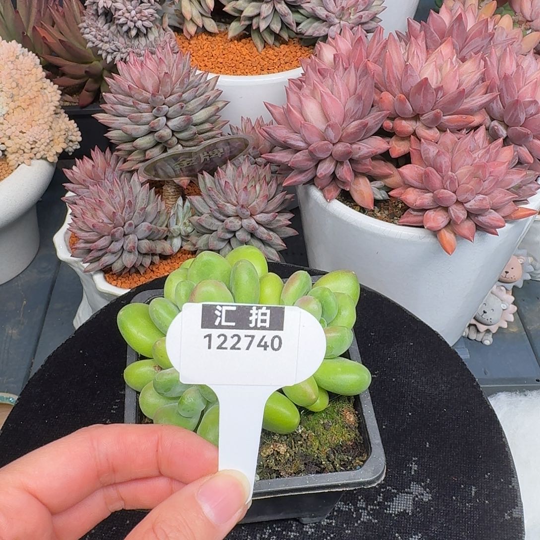 精品多肉植物122740