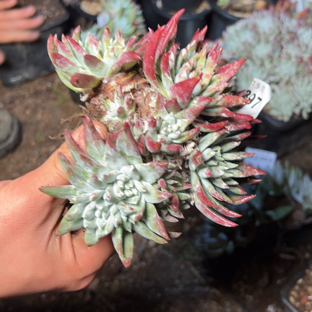 M**闵2397瑕疵哈哈哈哈哈哈哈哈哈