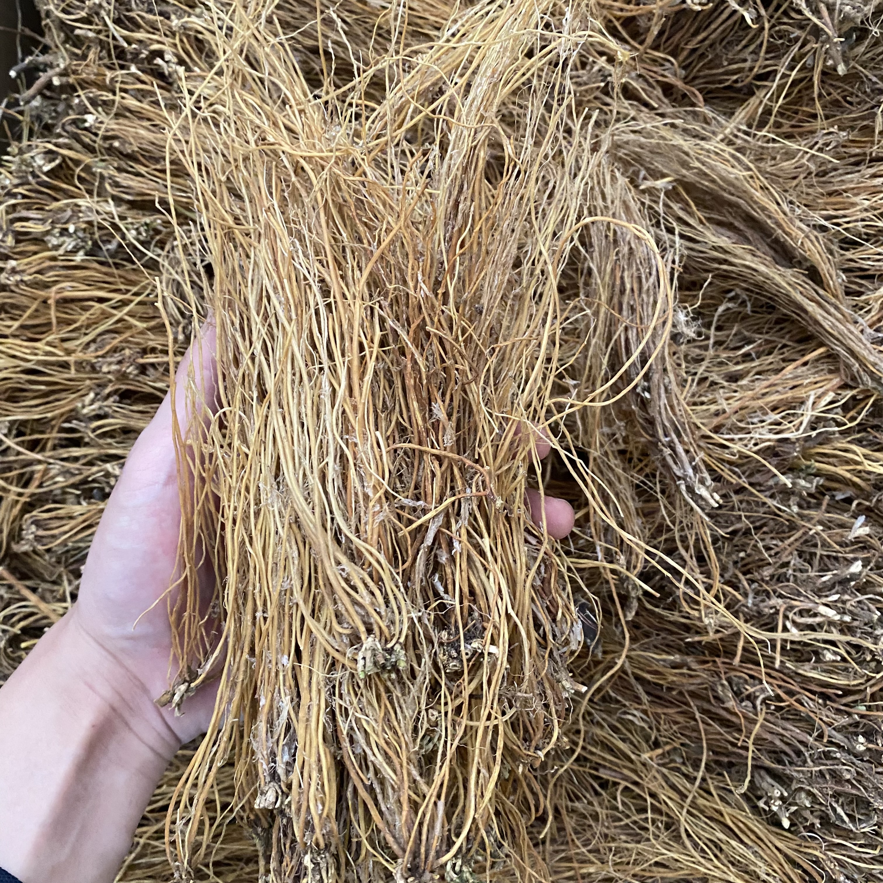 野生龙胆草 新货 包邮 精选干净无熏无硫 煮水泡水喝