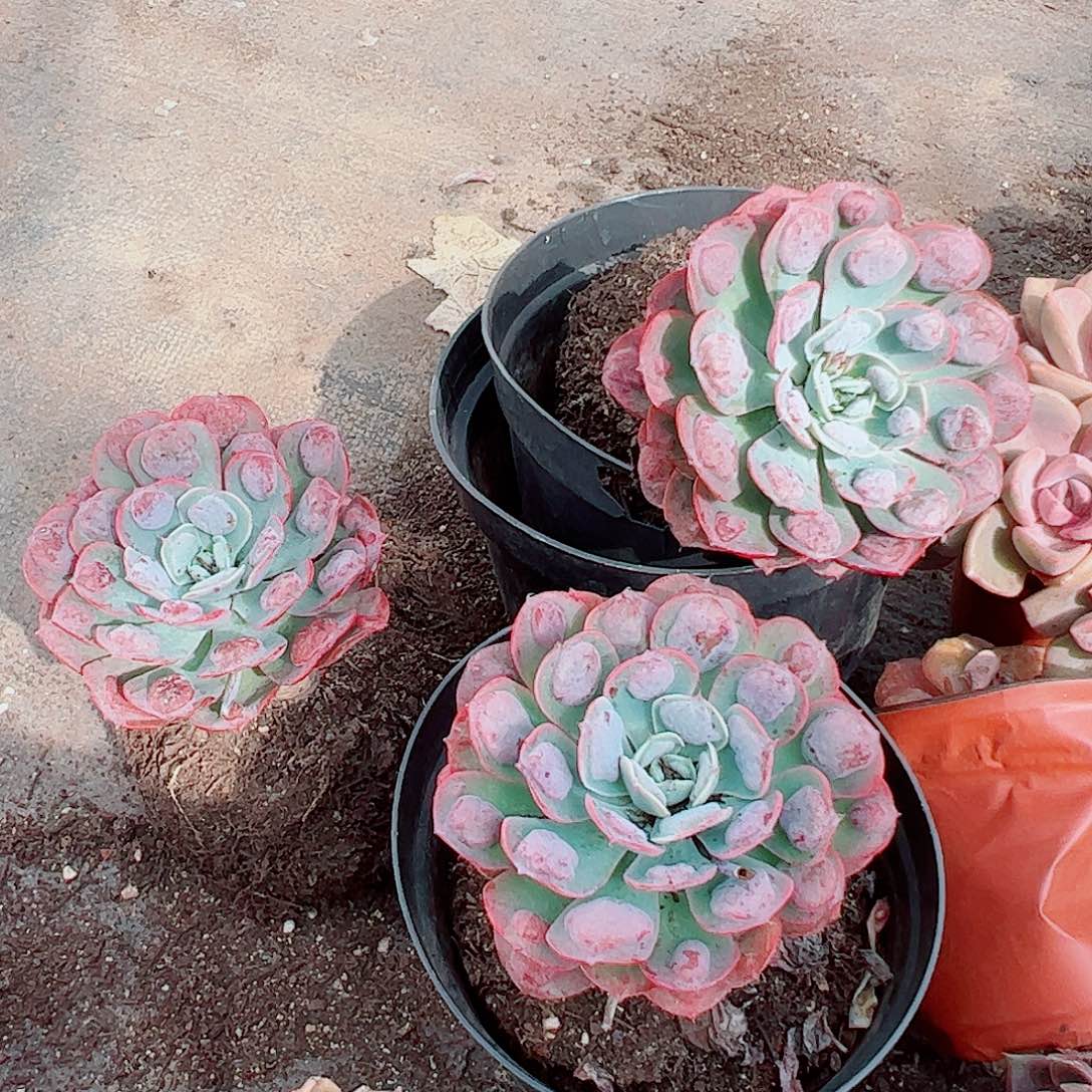 3盆雨滴 大单头老桩