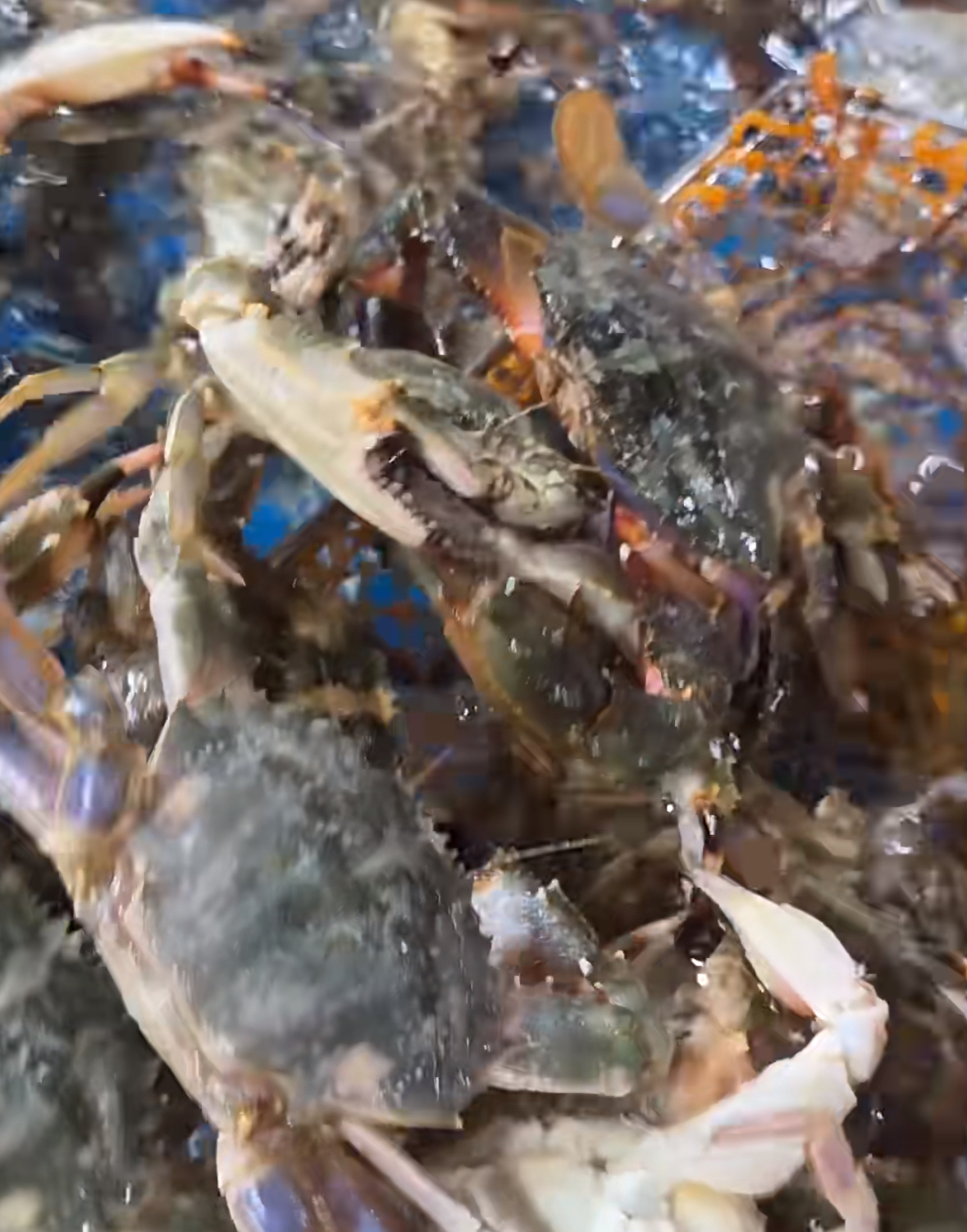 花盖  大连纯野生海鲜