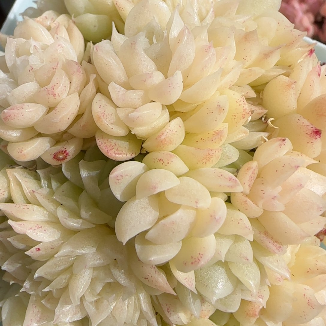 花语逸镜0130-557散