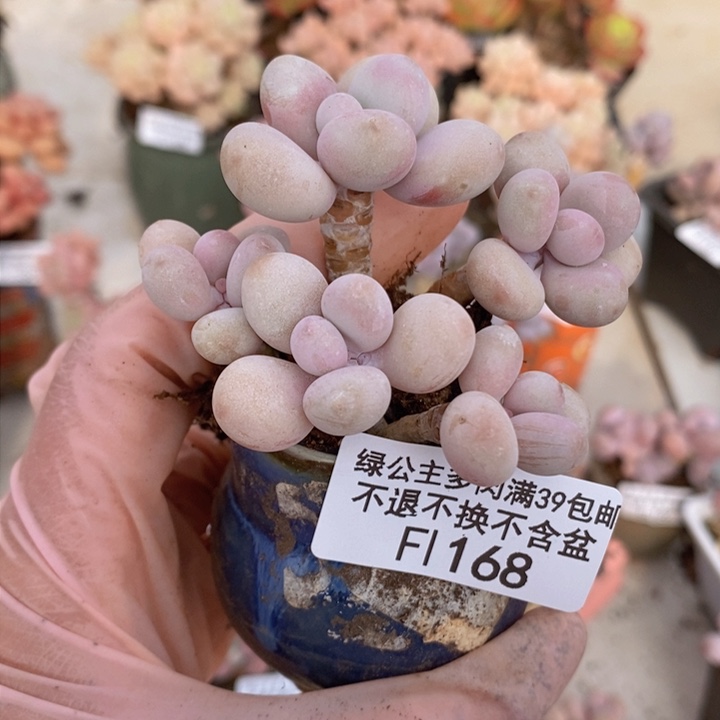 糖果桃蛋168多肉植物