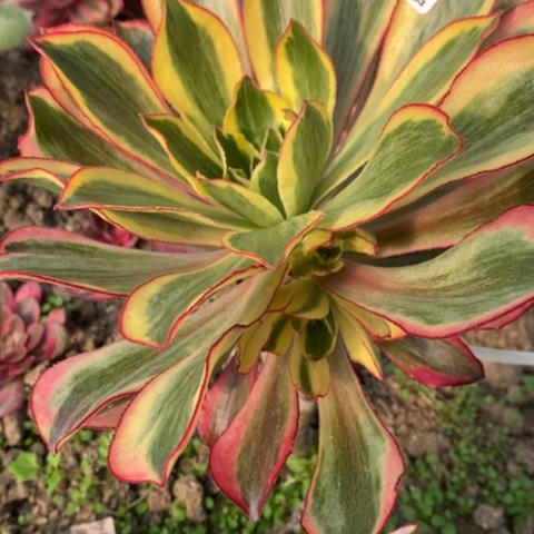 394嫁接魅影满25包邮多肉