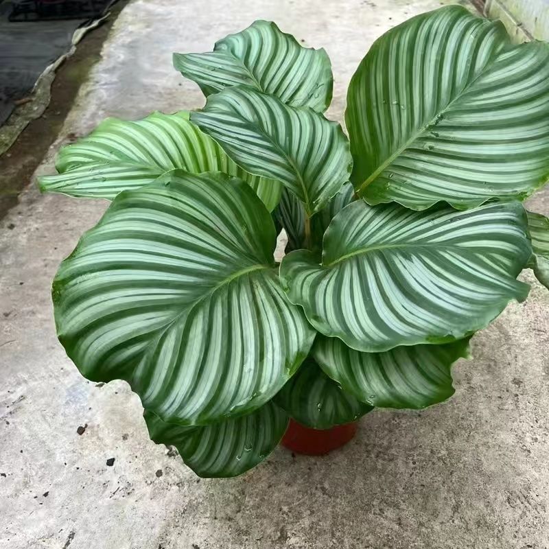 青苹果花竹芋盆栽室内绿植阳台垂吊植物客厅桌面观叶净化空气花卉