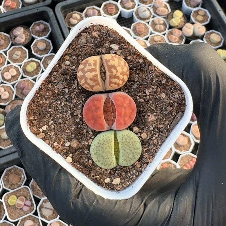 生石花1111。    286