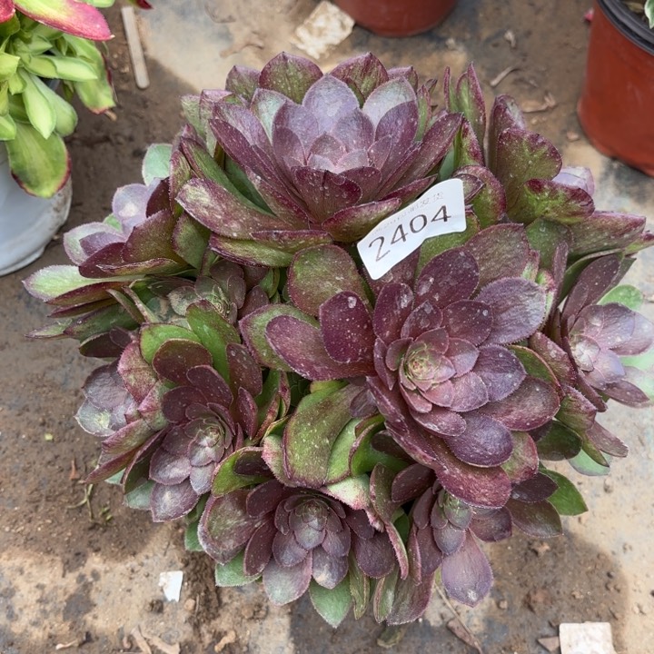 桃花石多肉法师2404