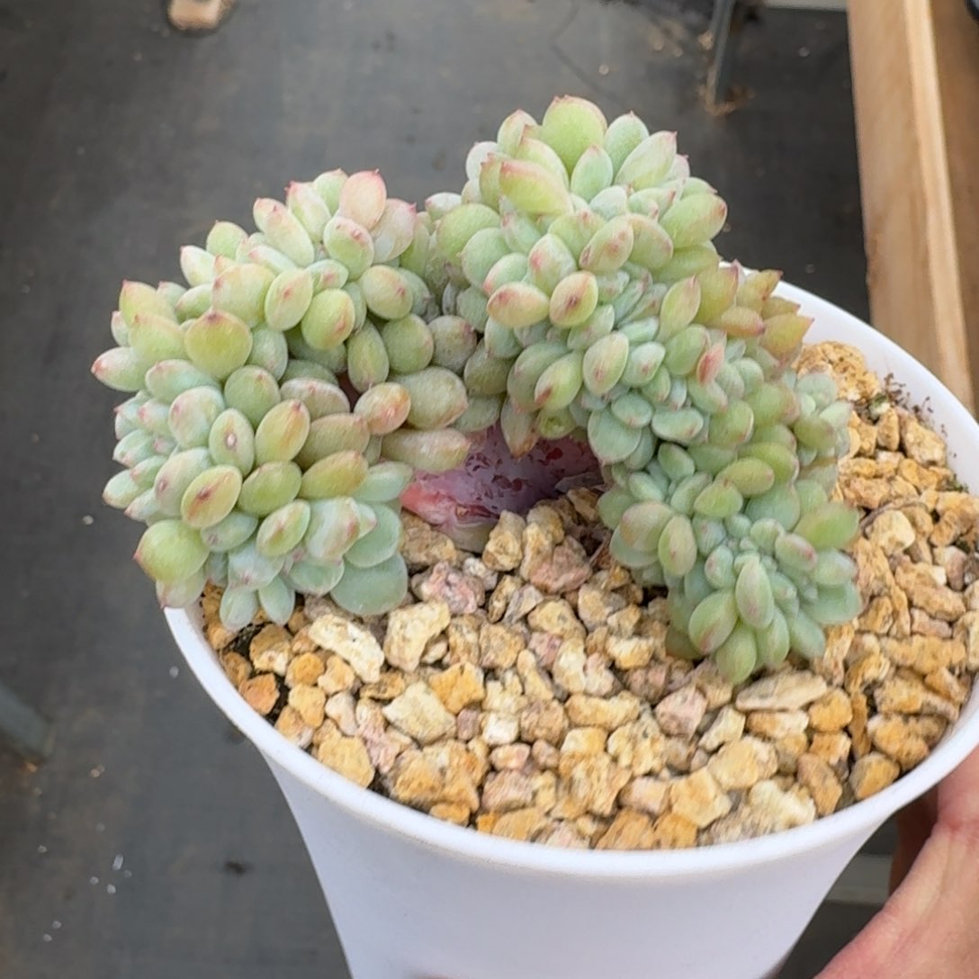 9厘米的尺寸一物一拍的