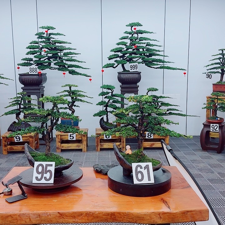 松树盆景一物一拍