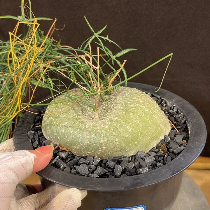 汤圆植物彩叶西番莲