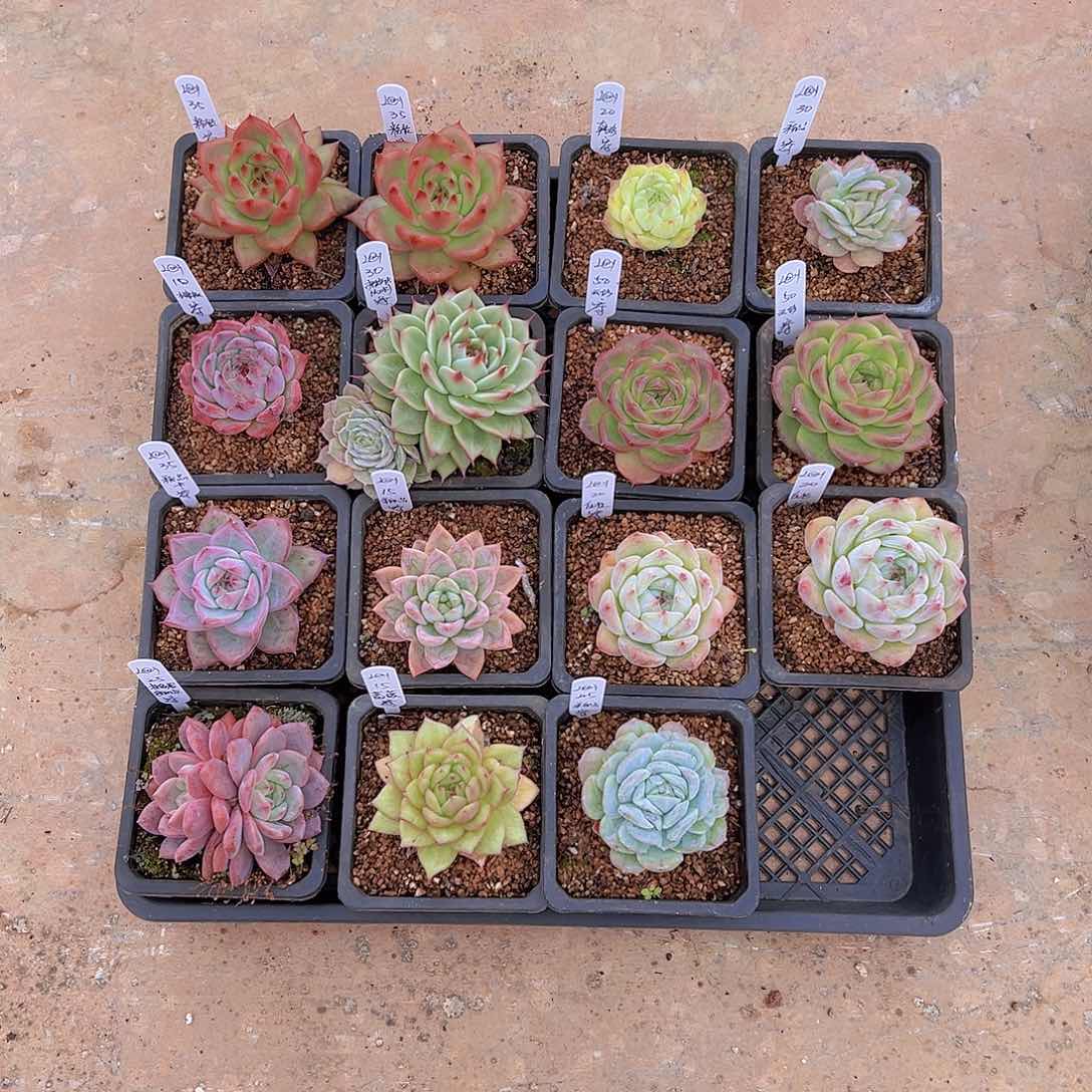 ?***?新品，多肉植物，