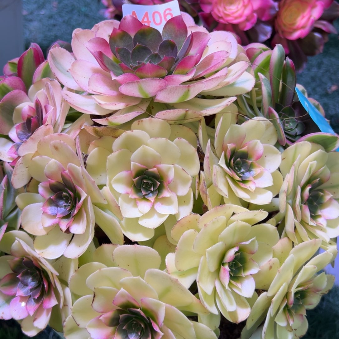 406，多肉植物法师