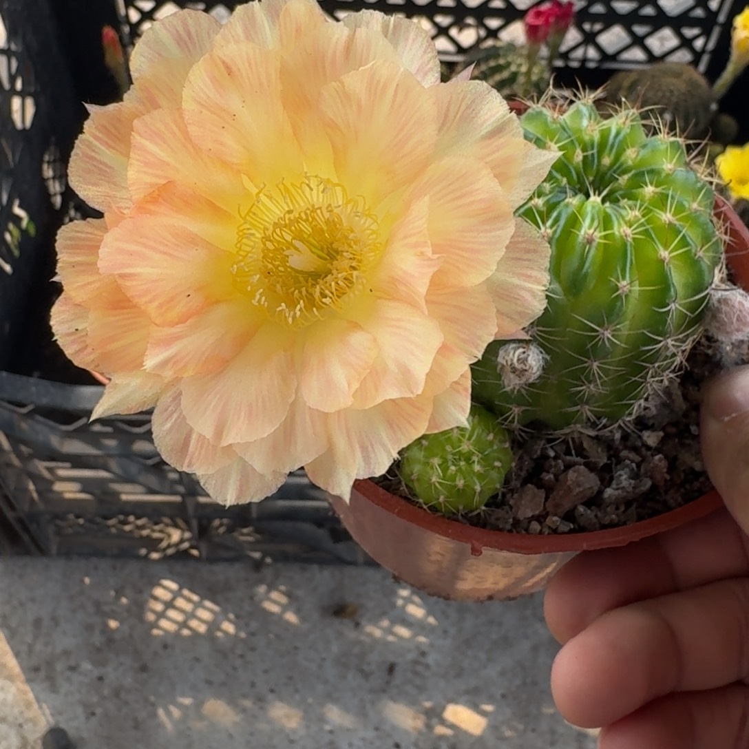 爱***中无花朵丽花哈哈哈哈哈哈哈哈