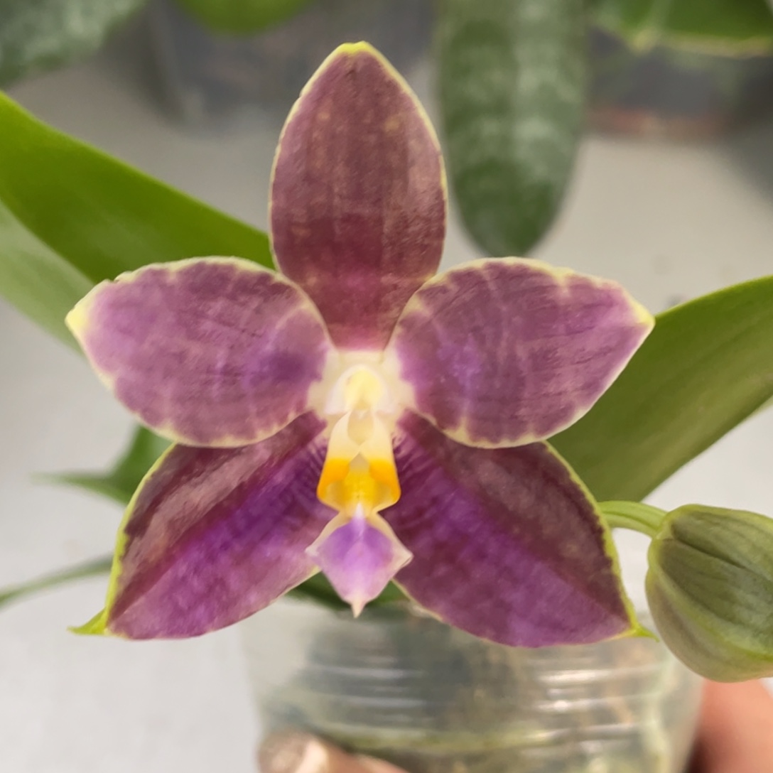 大部分开放少量花苞金虎交蓝豹