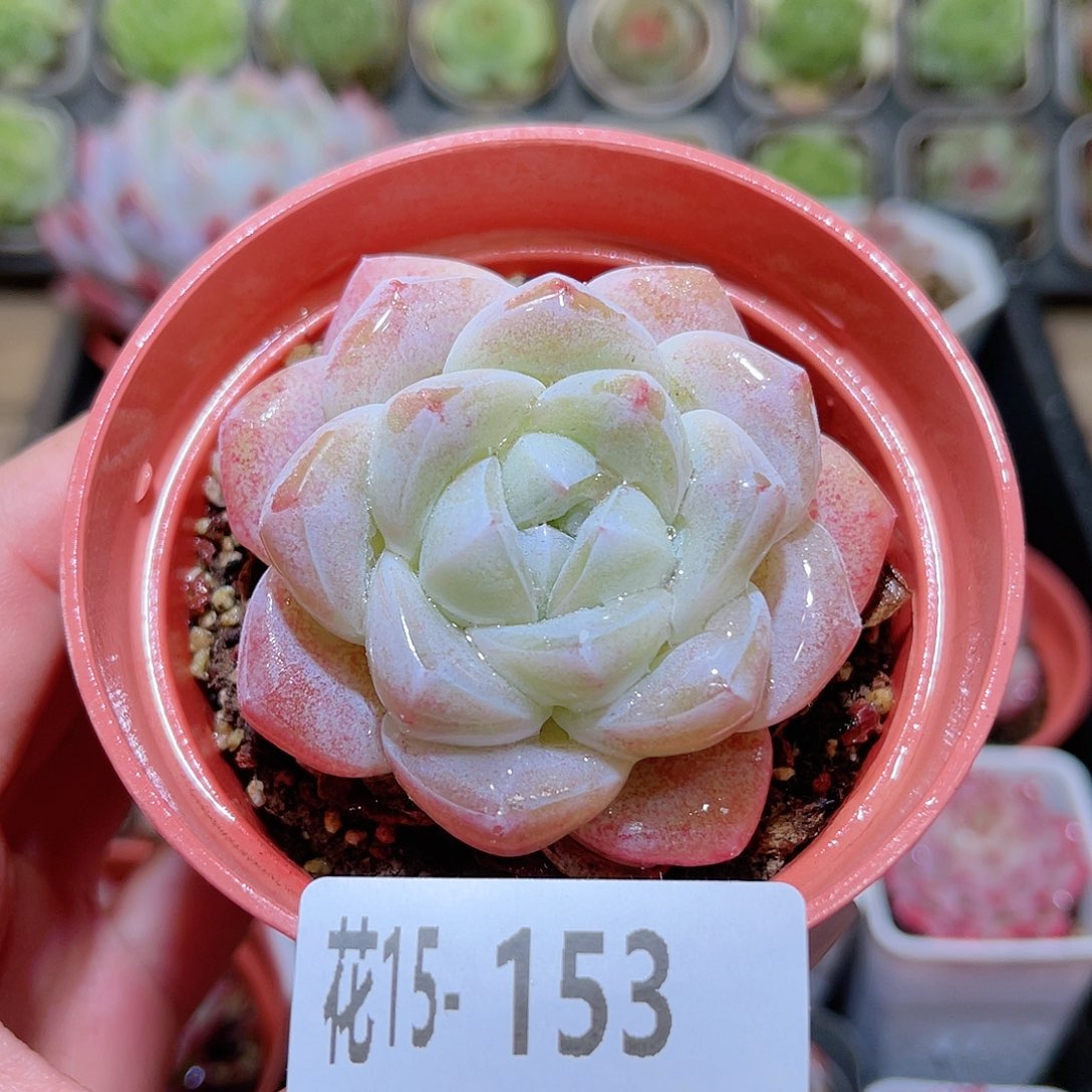 花利美15-153冰玉