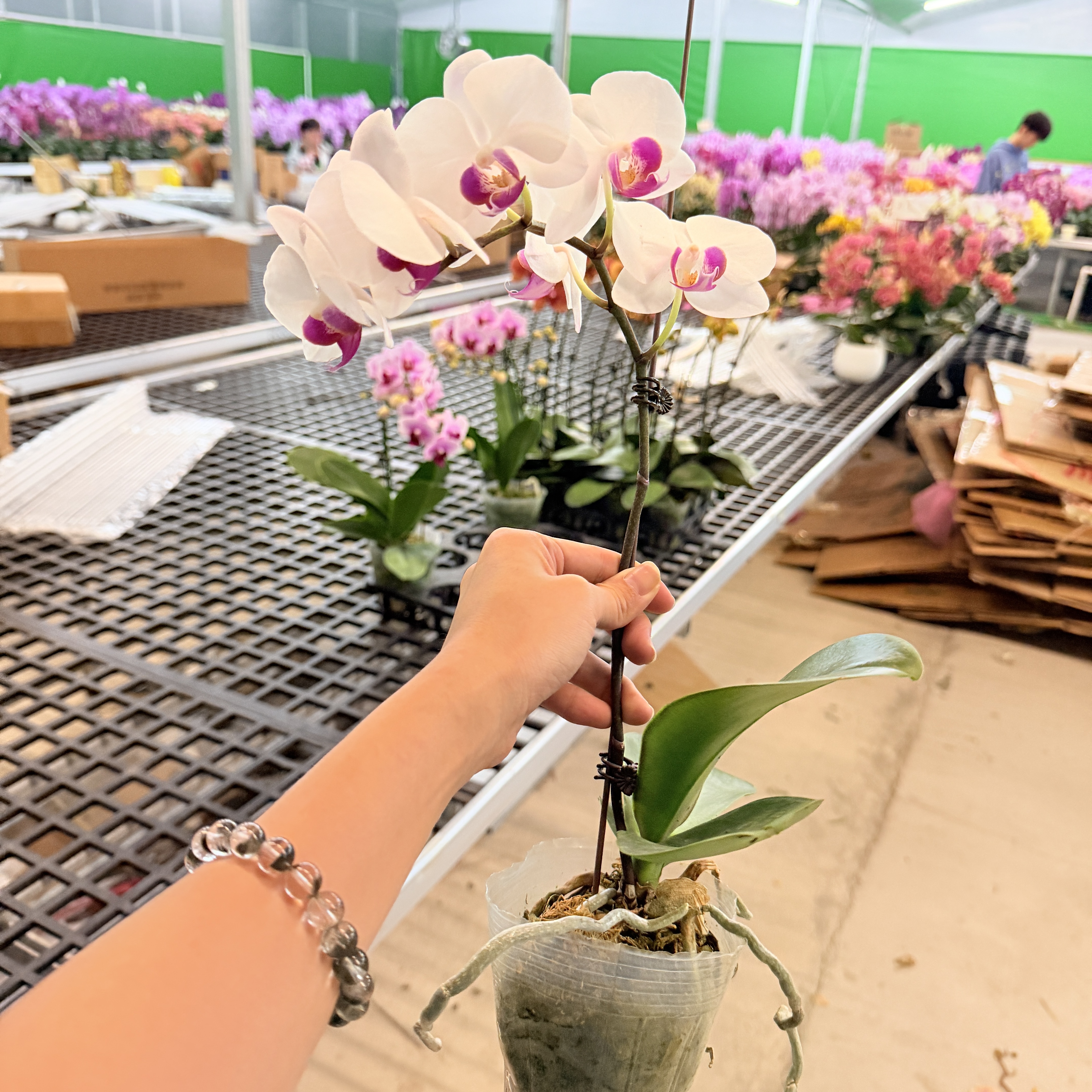 予兰花卉（美玉）带花带花苞3.0寸杯发货AA