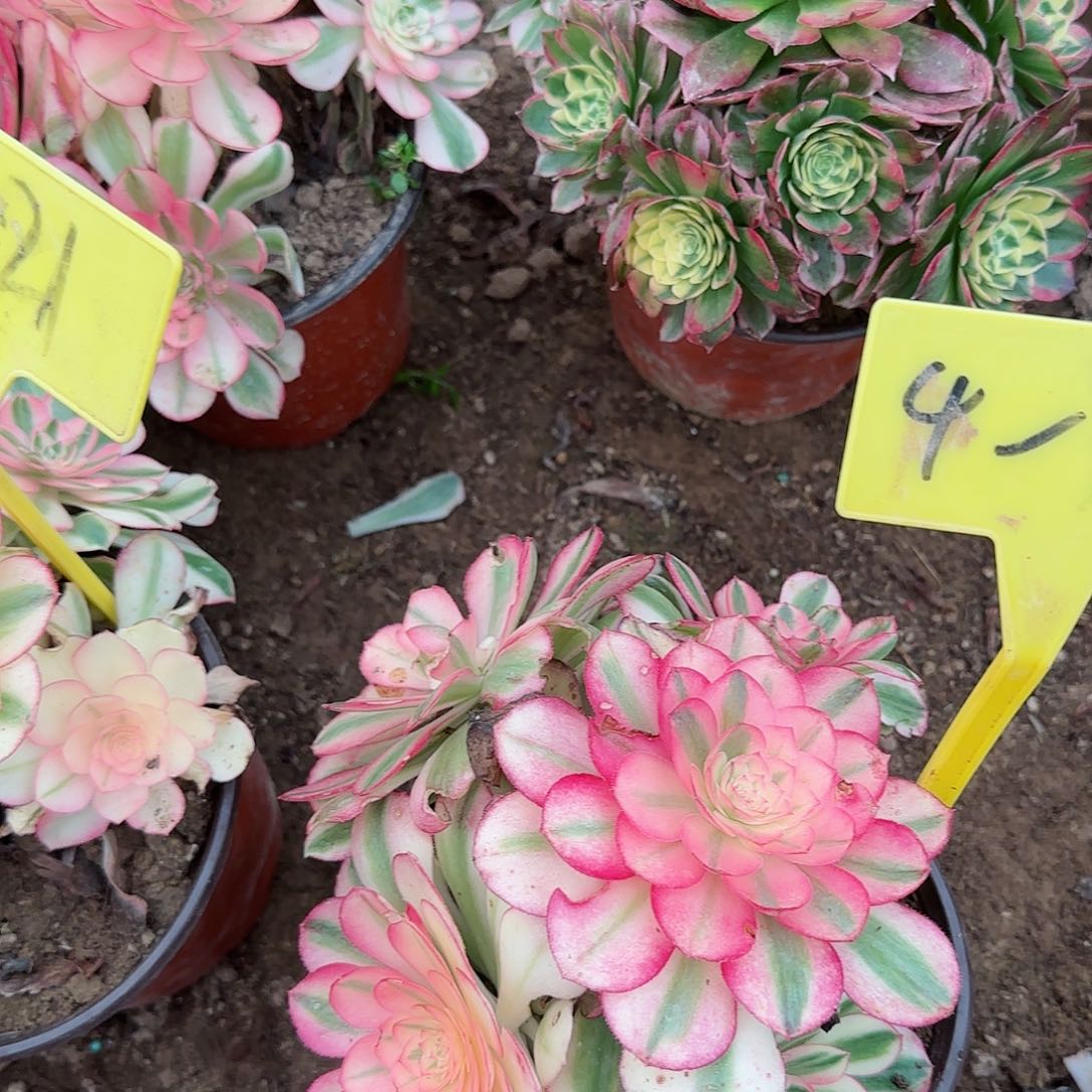 4-392---荔枝多肉植物