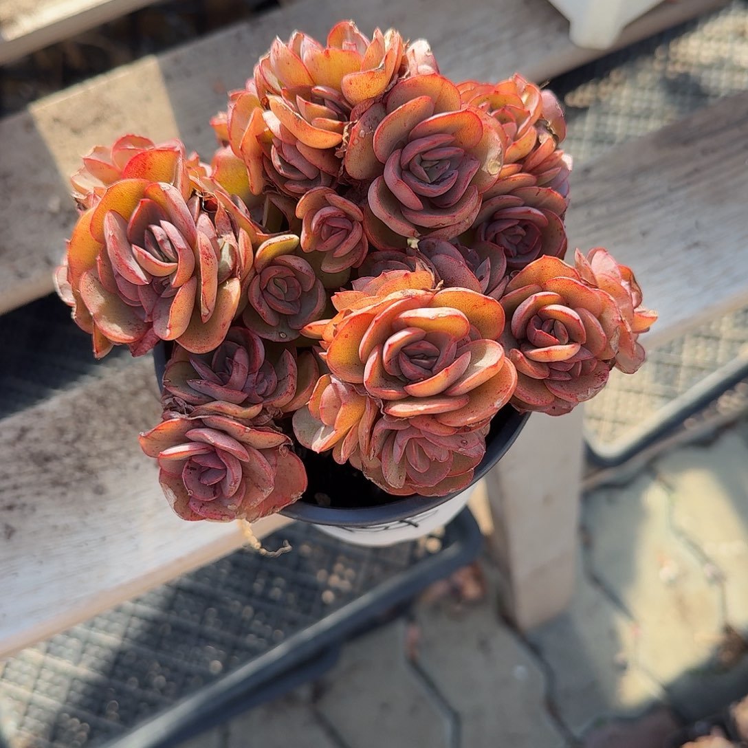 小叶秀妍多肉植物