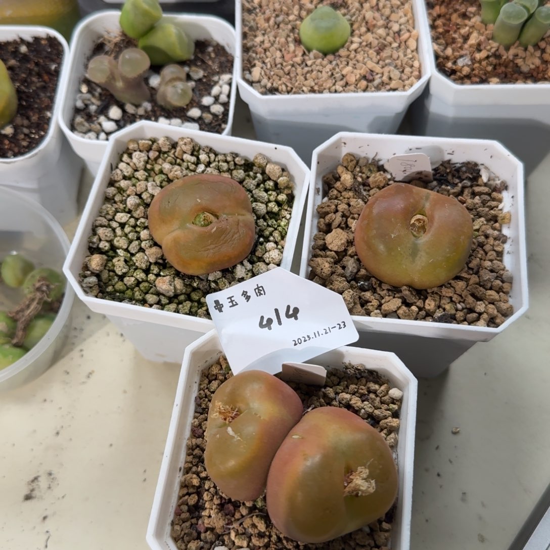 月***拉多肉多肉多肉11-414 3颗