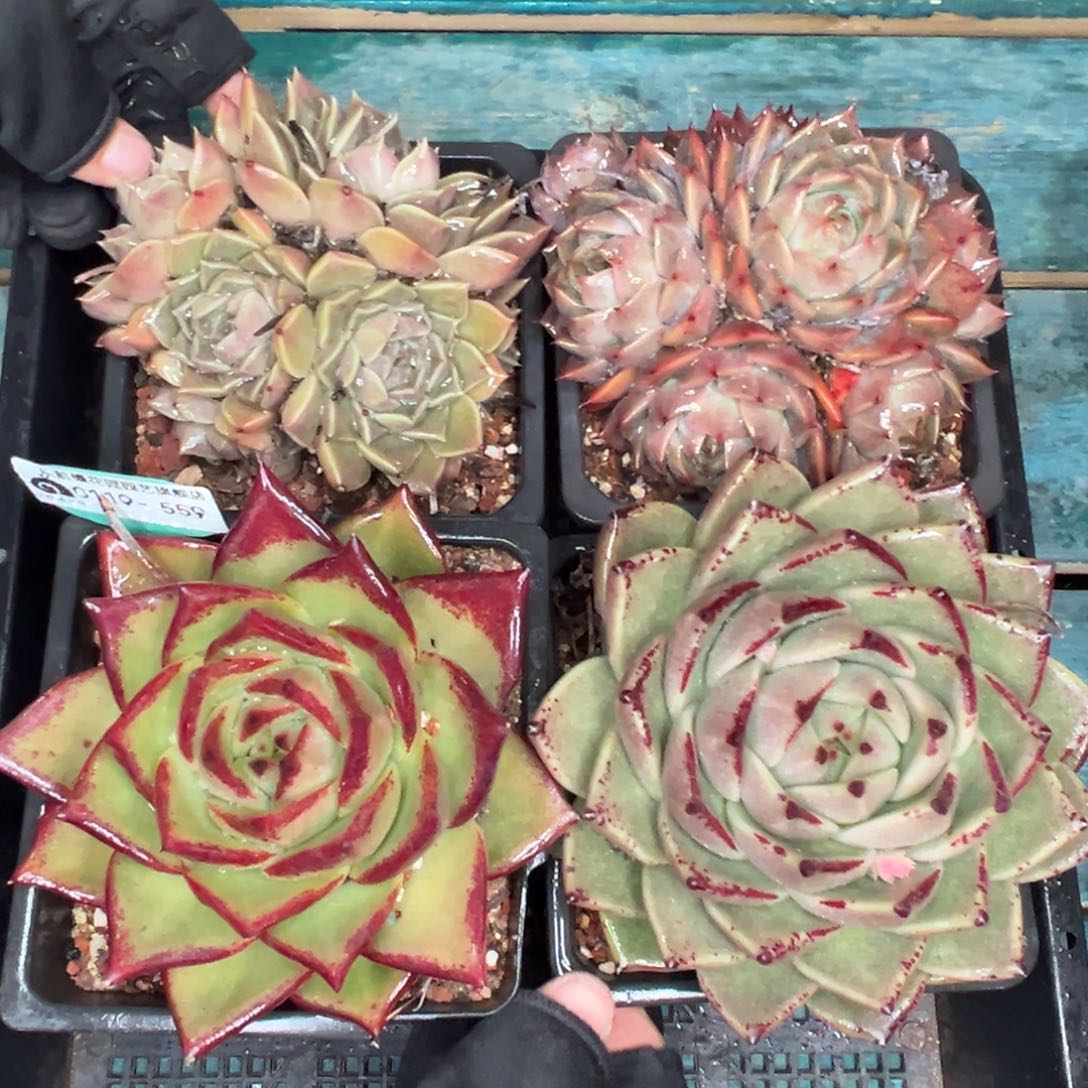 多肉精选编号0119.559