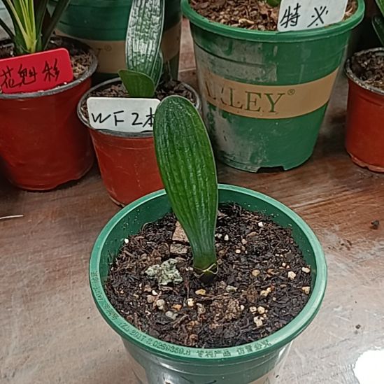 醉***风中心瑕疵福利         
