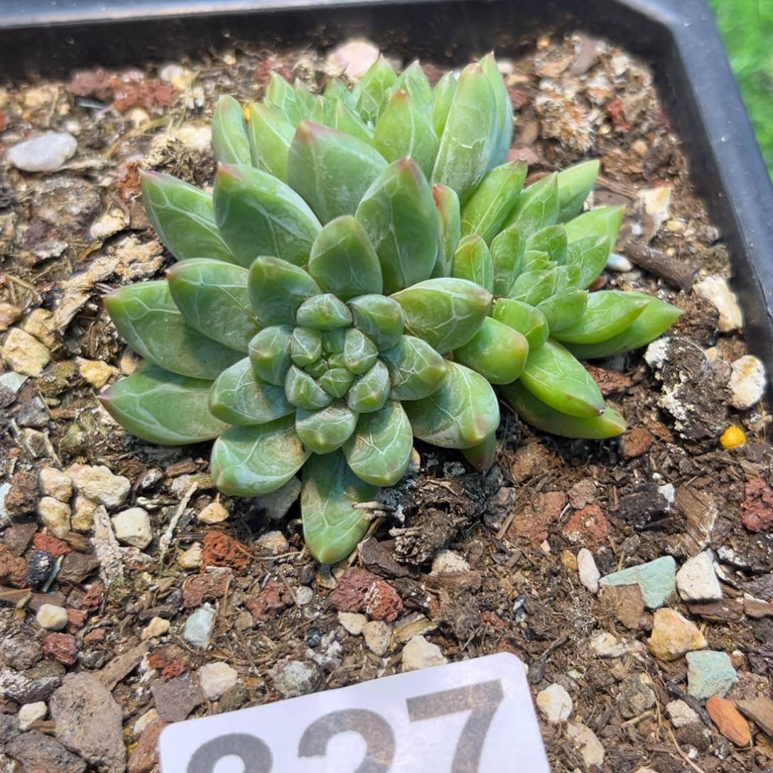 王*岁327美人多肉植物