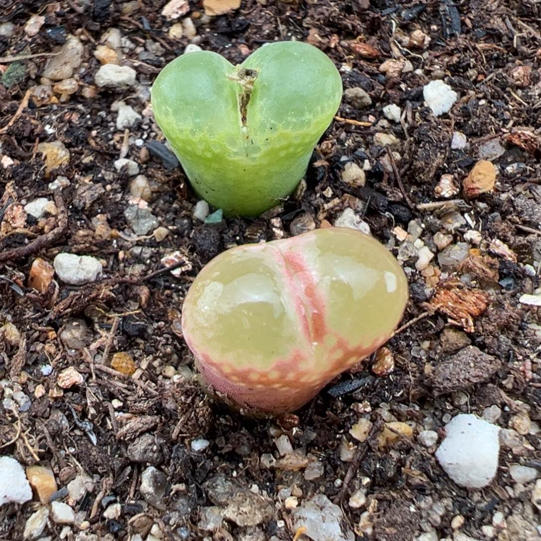 2.5好看的多肉678