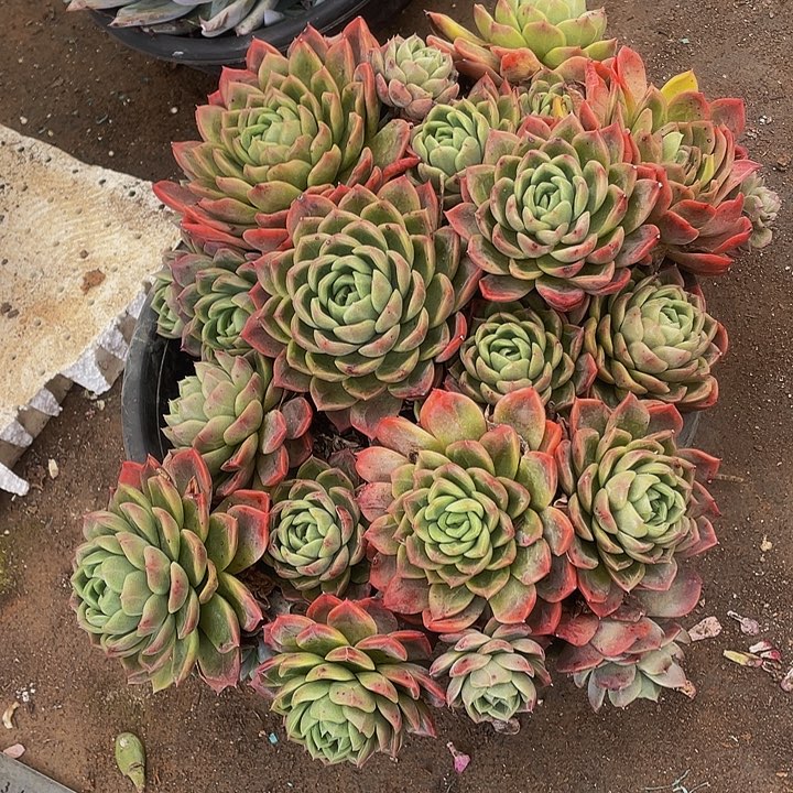 红女巫39.8带盆土老桩不包整