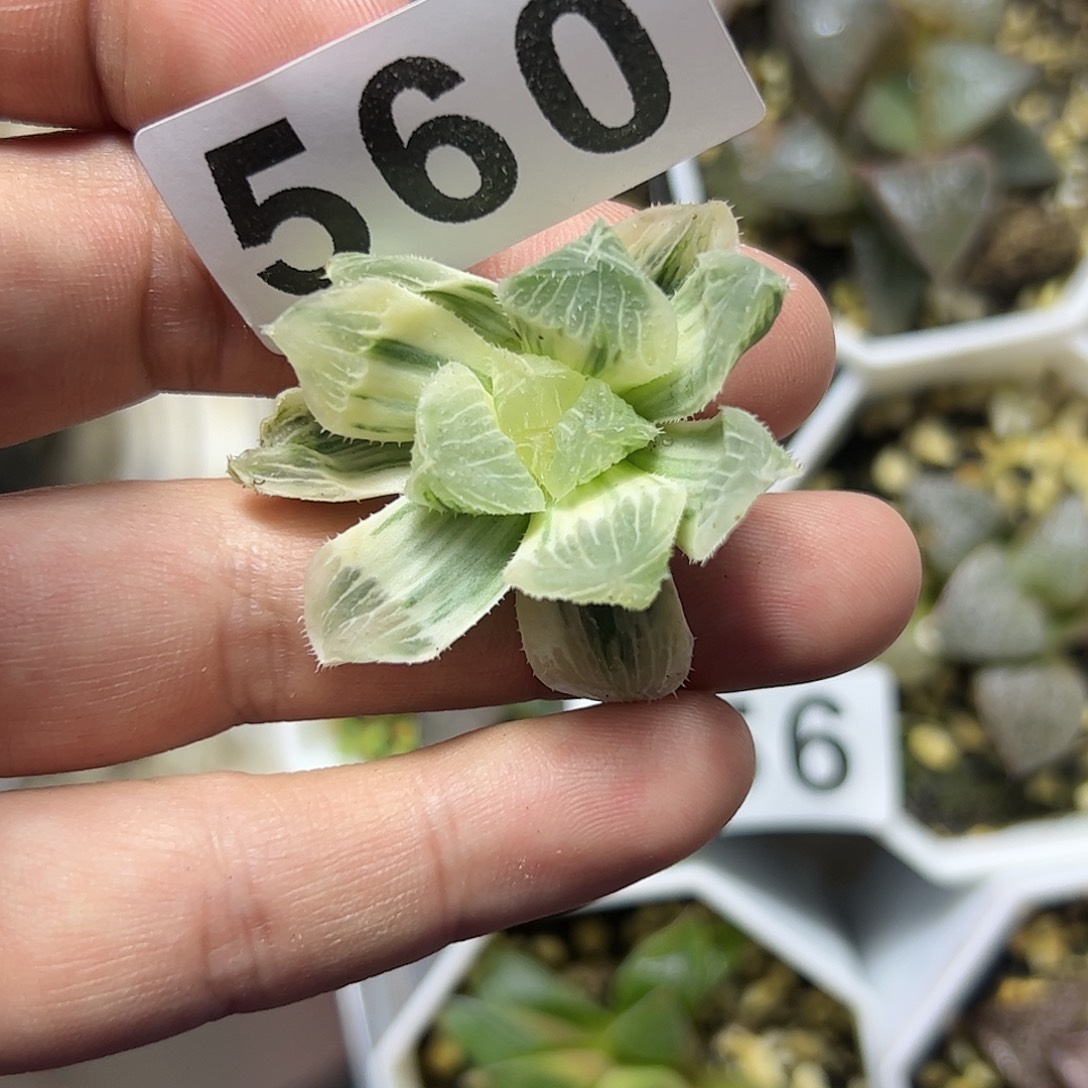 糊斑糯玉露锦十二卷多肉植物