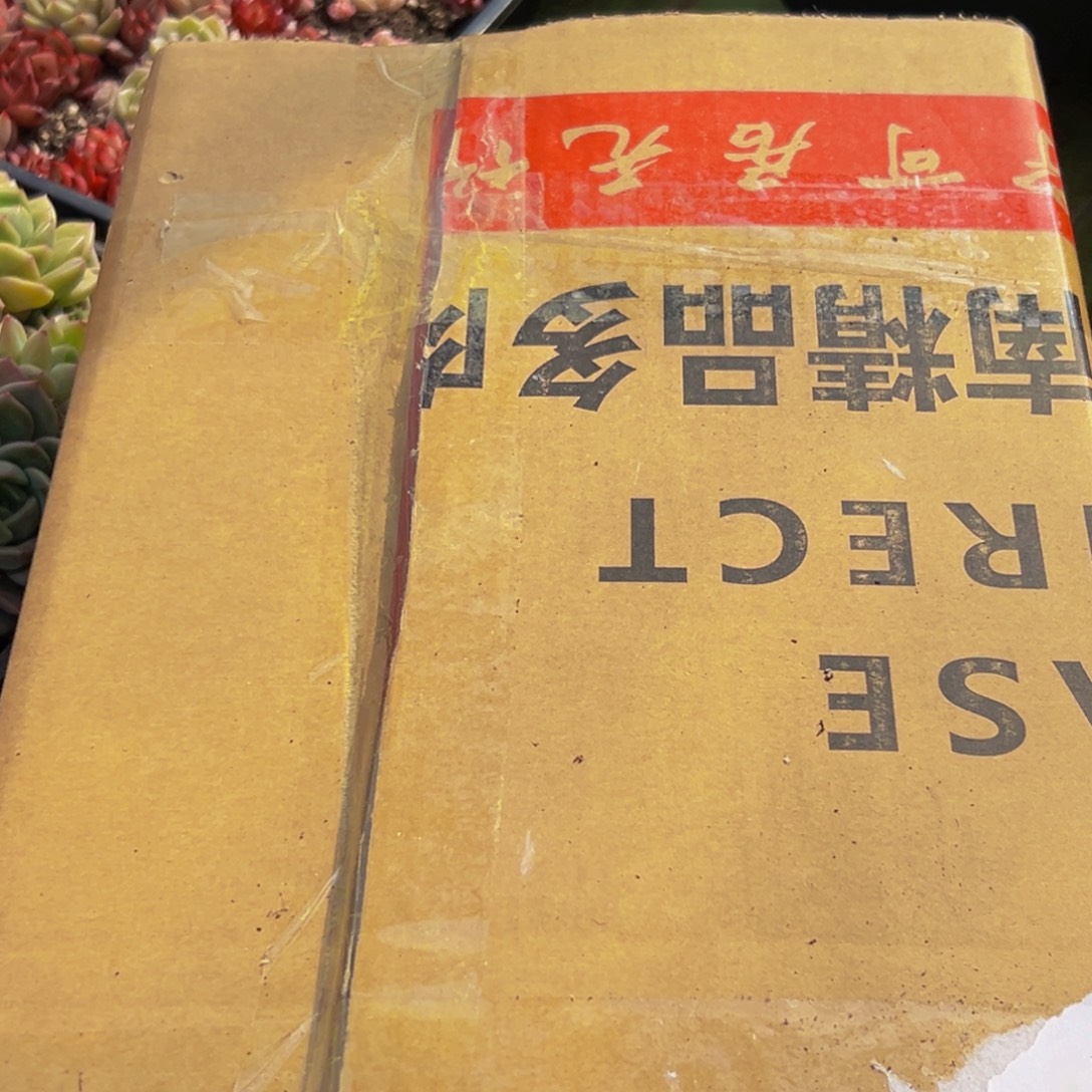 316大热天的一天从早多肉